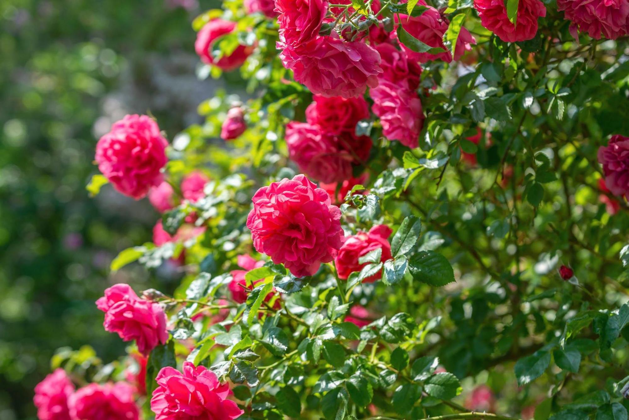 Grand Tulipan Bed and Breakfast Gdynia Buitenkant foto